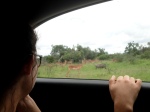 Safaris - tai ponų užsiėmimas, visą dieną sėdėti mašinoje ir spraginti kamera pro langą į egzotiškus gyvūnus